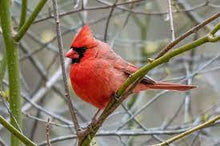 Load image into Gallery viewer, Advice from a CARDINAL