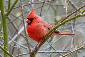 Advice from a CARDINAL