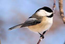 Load image into Gallery viewer, Advice from a Chickadee